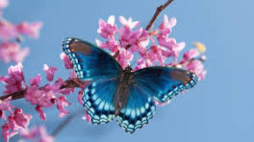butterfly