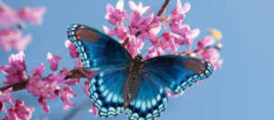 butterfly